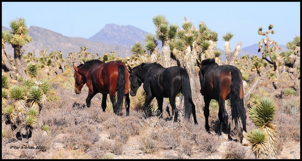 Mustangs