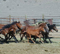 BLM Mustangs