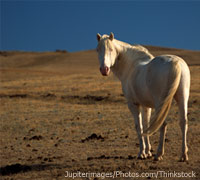 American Mustang horse