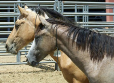 BLM Mustang auction
