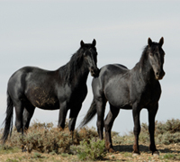 Wild mustangs