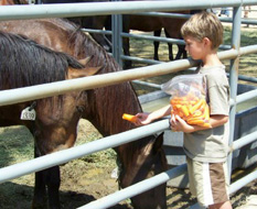 BLM Mustang auction