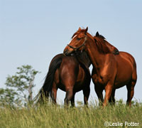 Horses mutual grooming