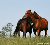 Thoroughbred horses