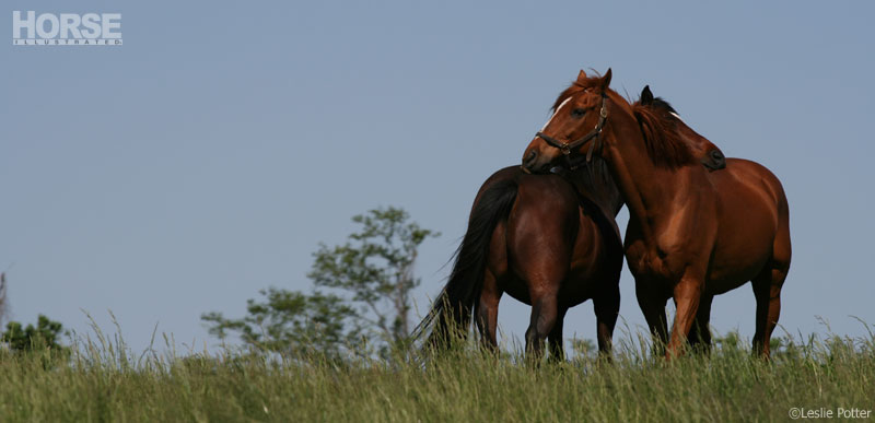 Mutual Grooming