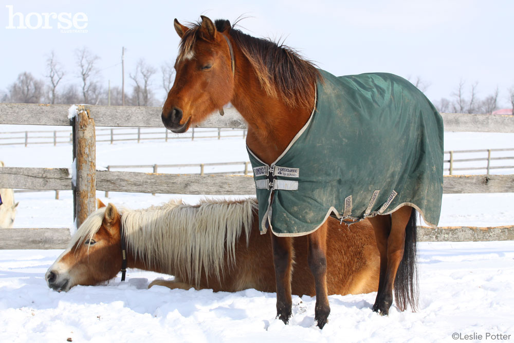 Horses Sleeping