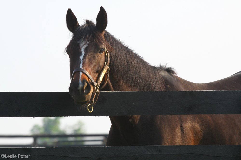 Thoroughbred horse