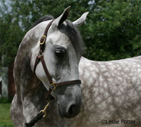 National Show Horse