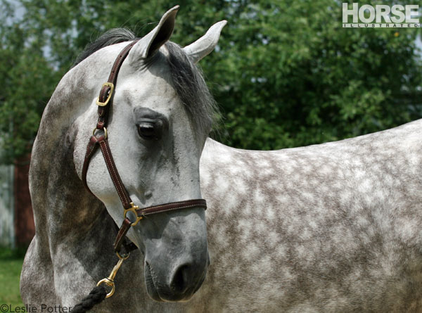 National Show Horse