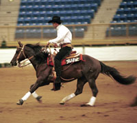 The National Western Stock Show will be held in Denver