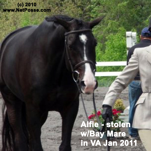 Missing Westphalian gelding Alfie