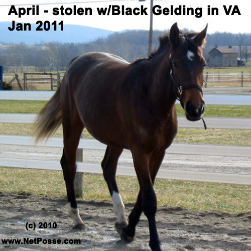 Missing Hanoverian mare April