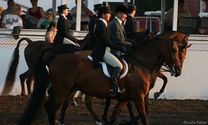 Morgan Horses Morgan Horses