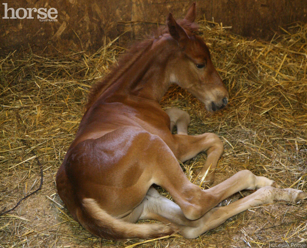 Newborn Foal