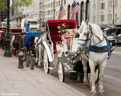 carriage horse