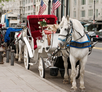 Carriage horse waiting outside Central Park in New York