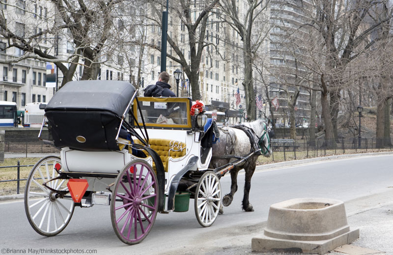 Carriage Horse