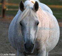 Hay bellied horse