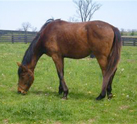 The unnamed rescue horse at Old Friends Thoroughbred Retirement Farm