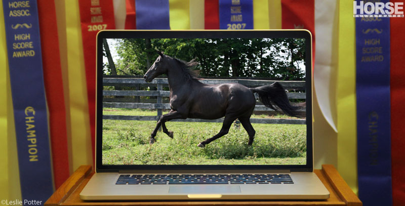 Shopping for Horses Online