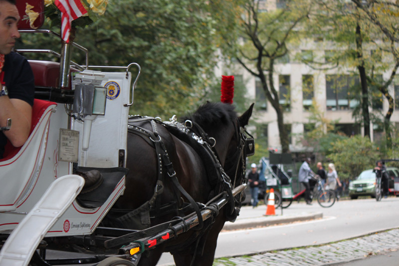 NYC Carriage Horses