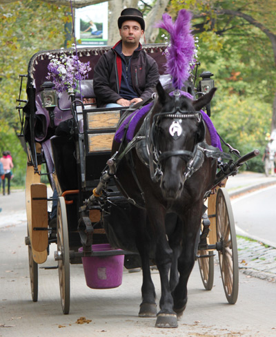 NYC Carriage Horses