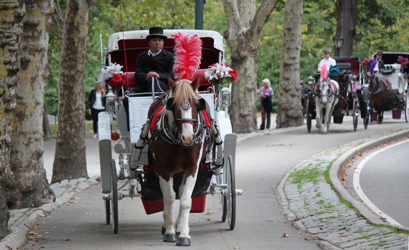 NYC Carriage Horses