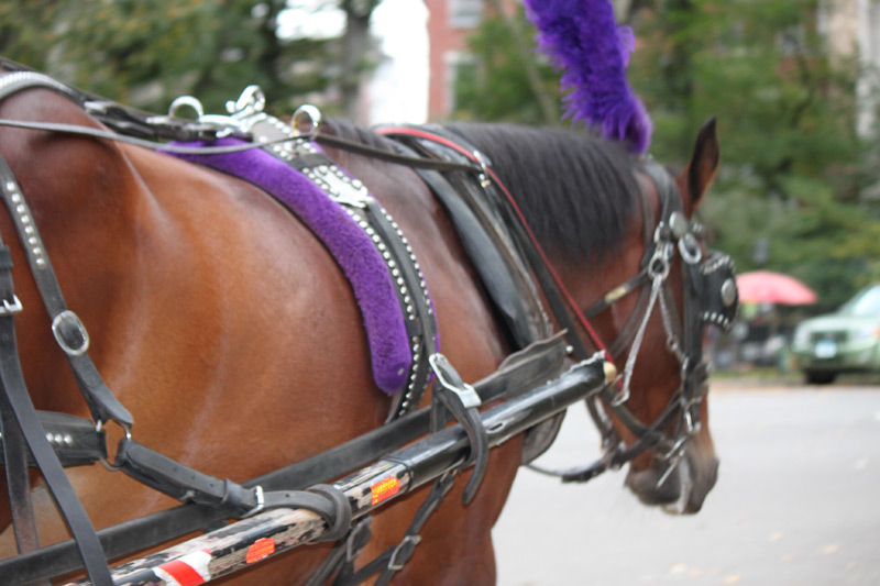 NYC Carriage Horses