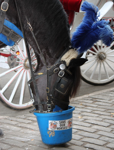 NYC Carriage Horses