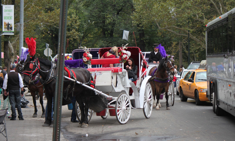 NYC Carriage Horses