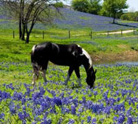 The AHPA will announce the best equine artist at the next World Championship Paint Horse Show