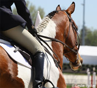 Pinto horse at a show