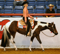 American Paint Horse