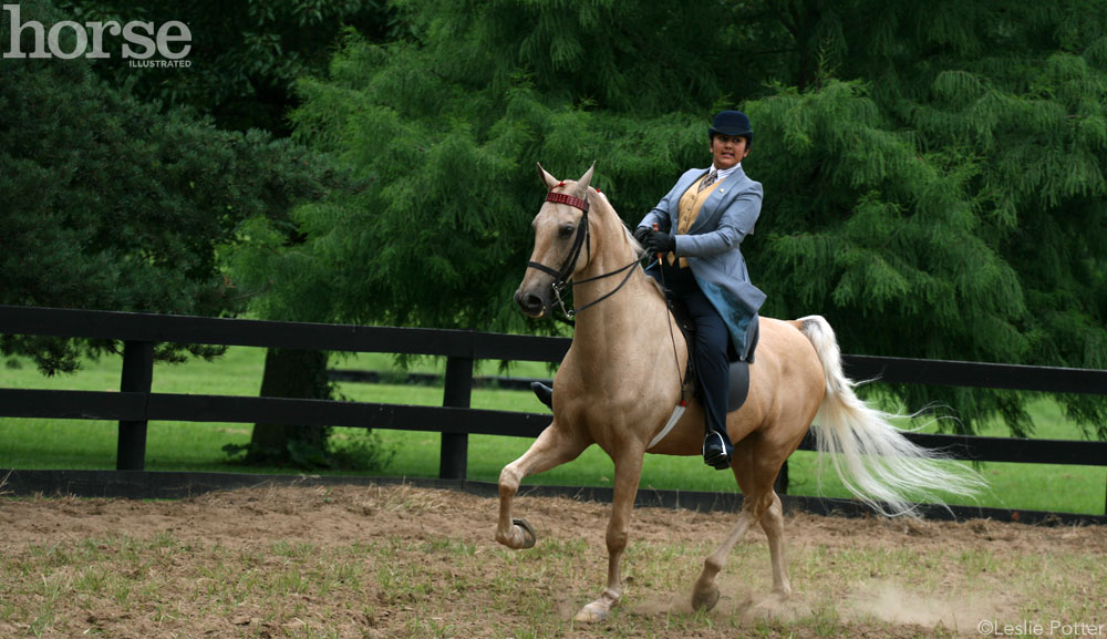 Palomino Saddlebred