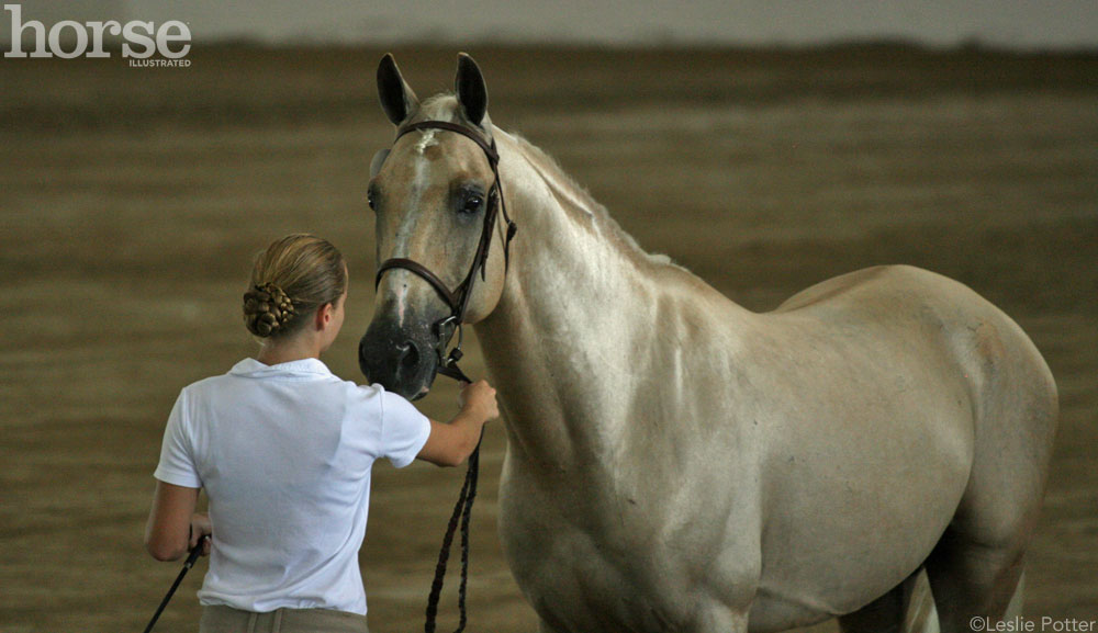 Palomino Sport Horse