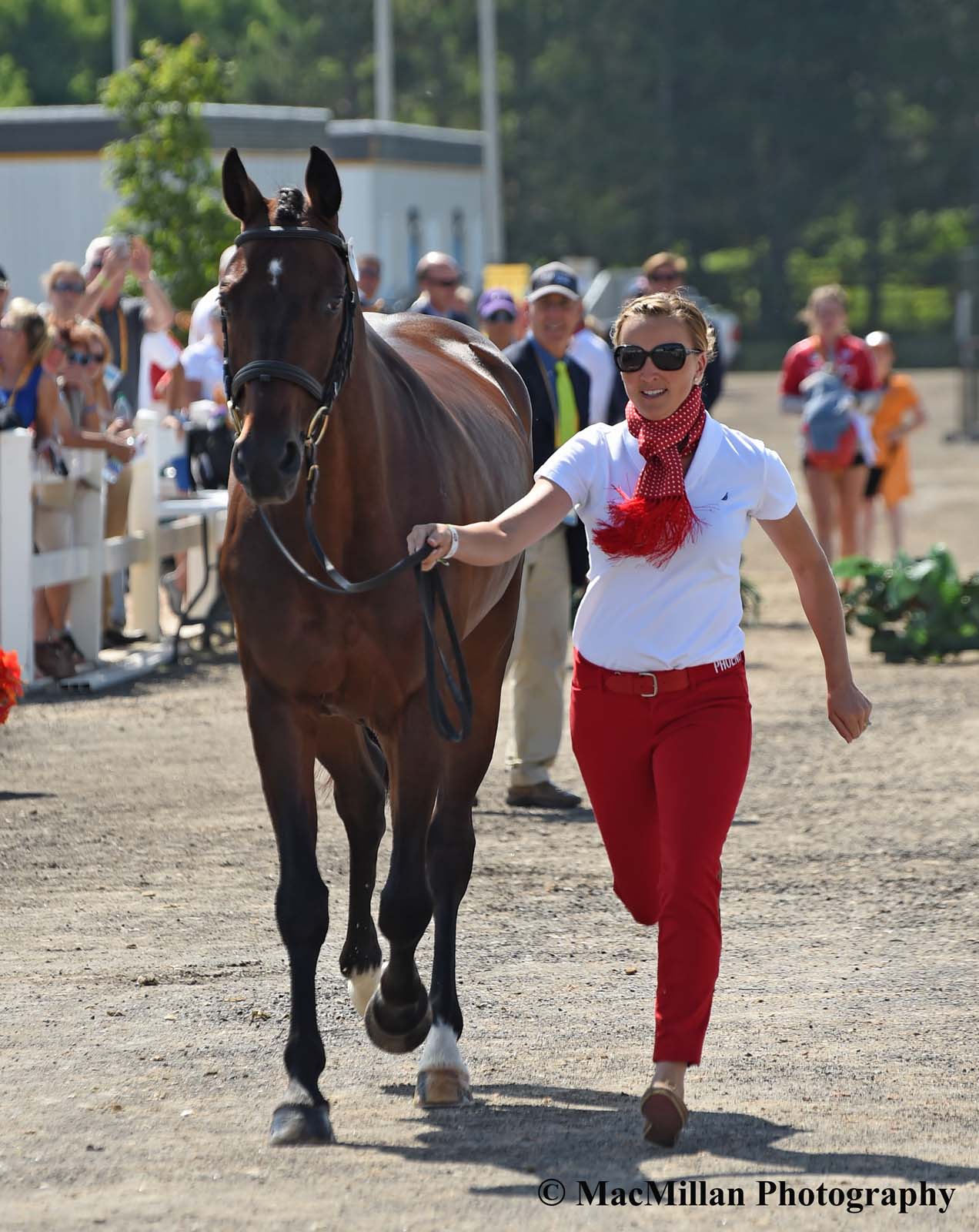 PanAm Eventing Stadium Jumping