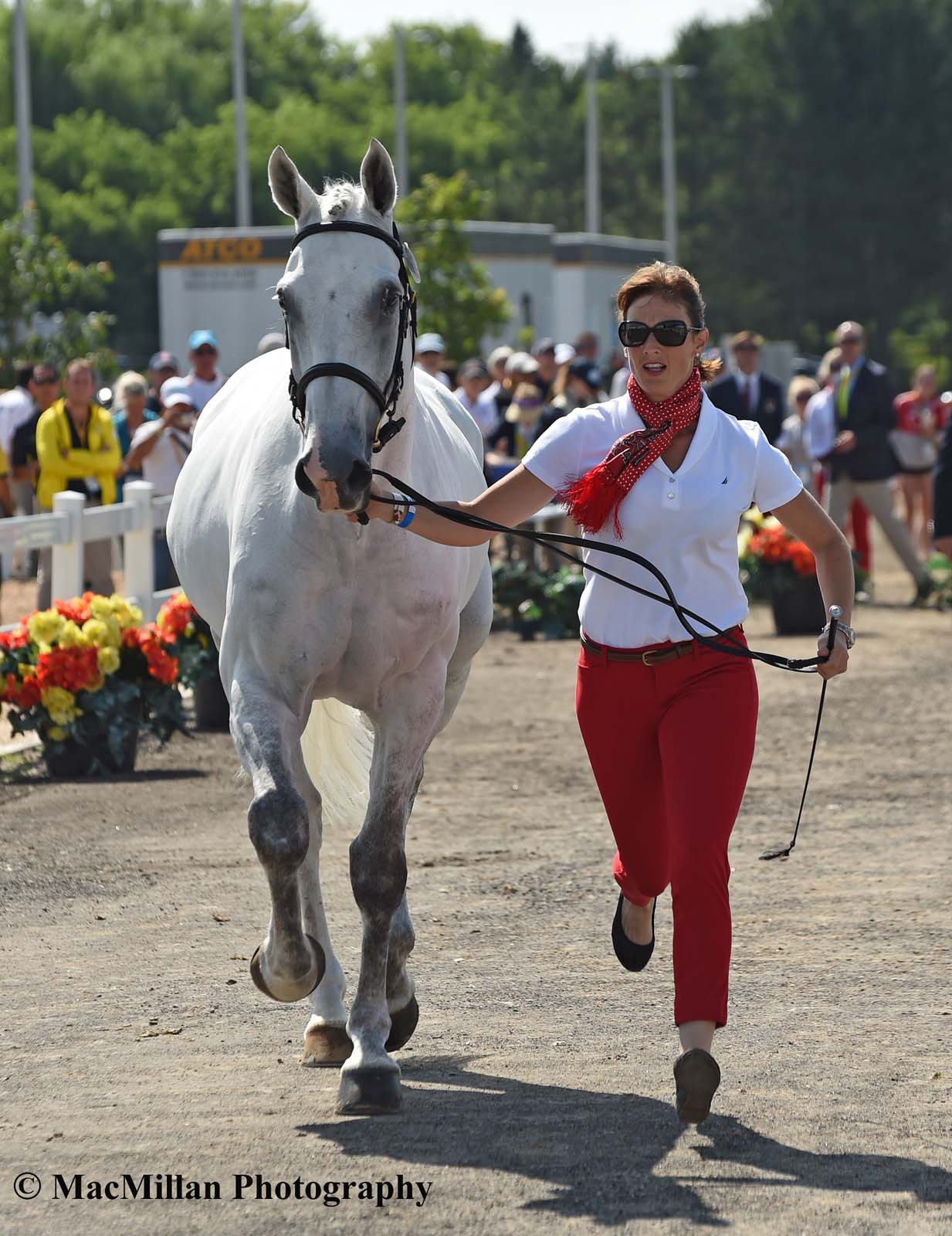 PanAm Eventing Stadium Jumping