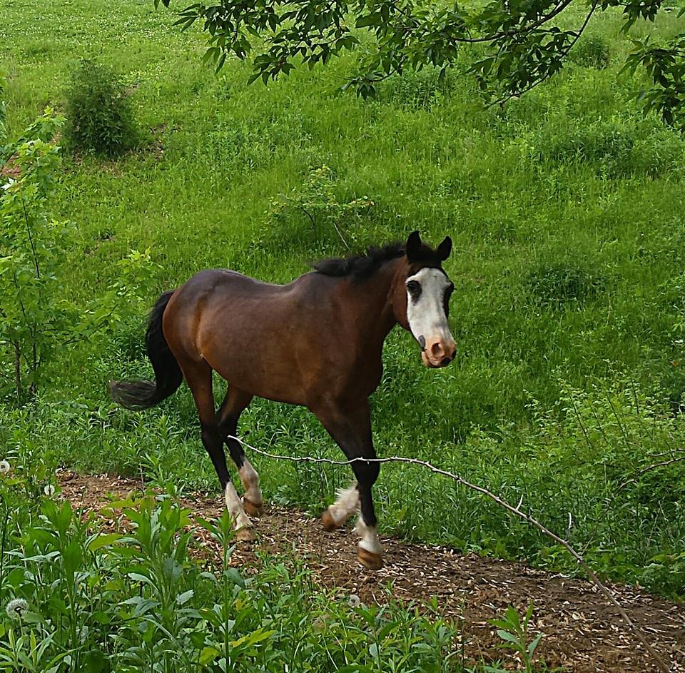 Horse Markings