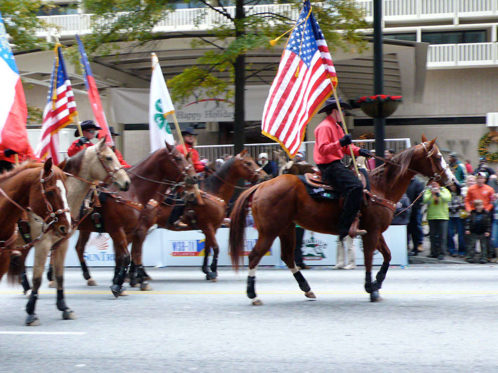 Parade Horses