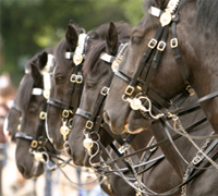 The 2010 Rose Parade features equestrians from Equifest