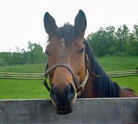 Rescued Thoroughbred Escapefromnewyork