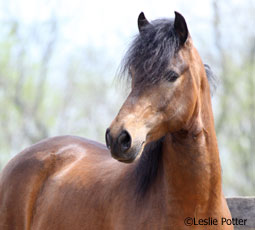 Paso Fino