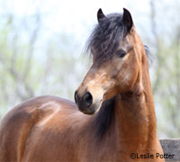 Paso Fino