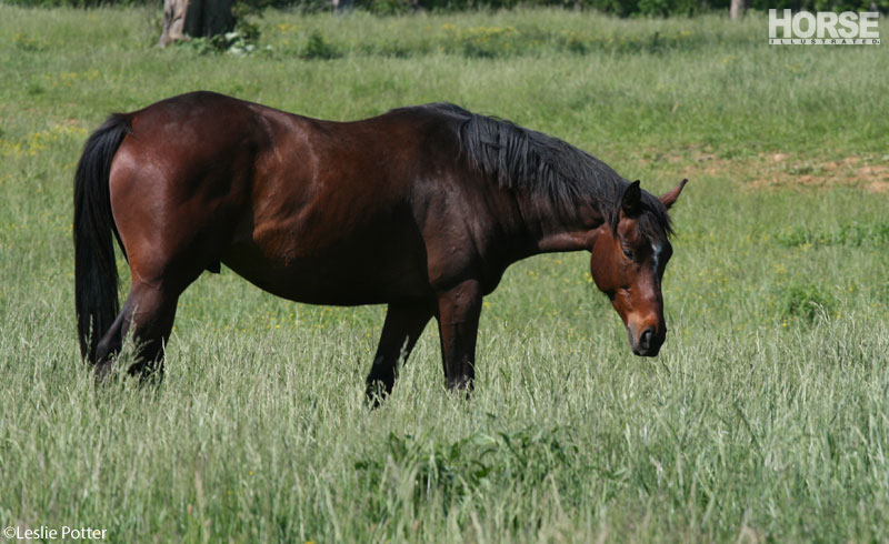 Retired Horse