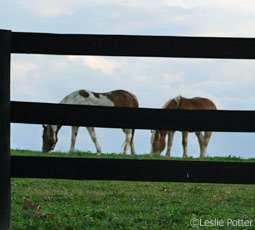 Pastured Horses