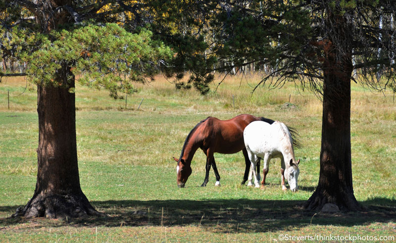 Horses in Field