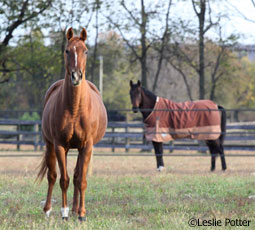 Horse pasture