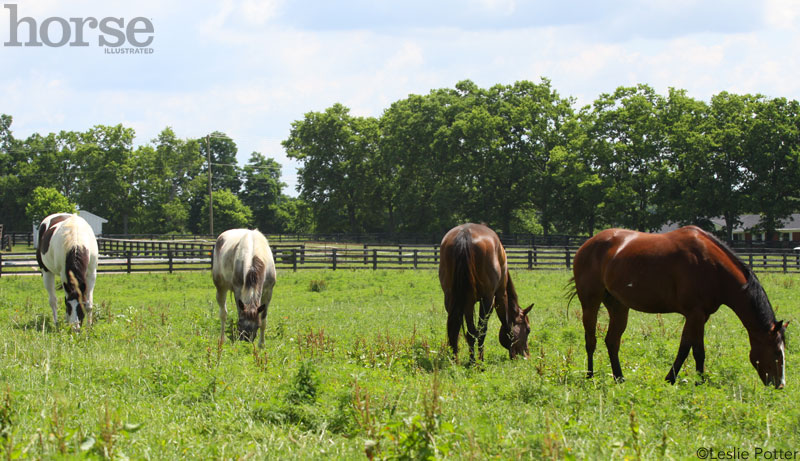 Grazing Horses