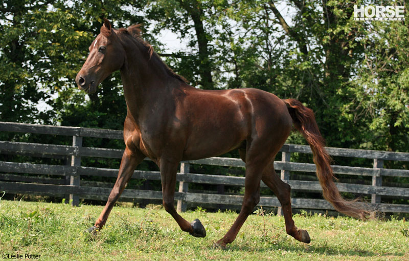 Pasture Time