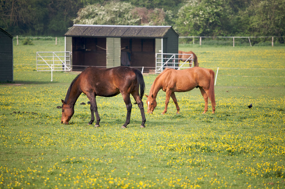 Horse In Stall